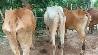 @ ২৮ ডিসেম্বর ২০২৩ | কমদামে শুকনো হাড্ডিসার বলদ গরু কিনুন | হাল চাষের বলদ গরুর দাম | চৌগাছা গরুর হাট