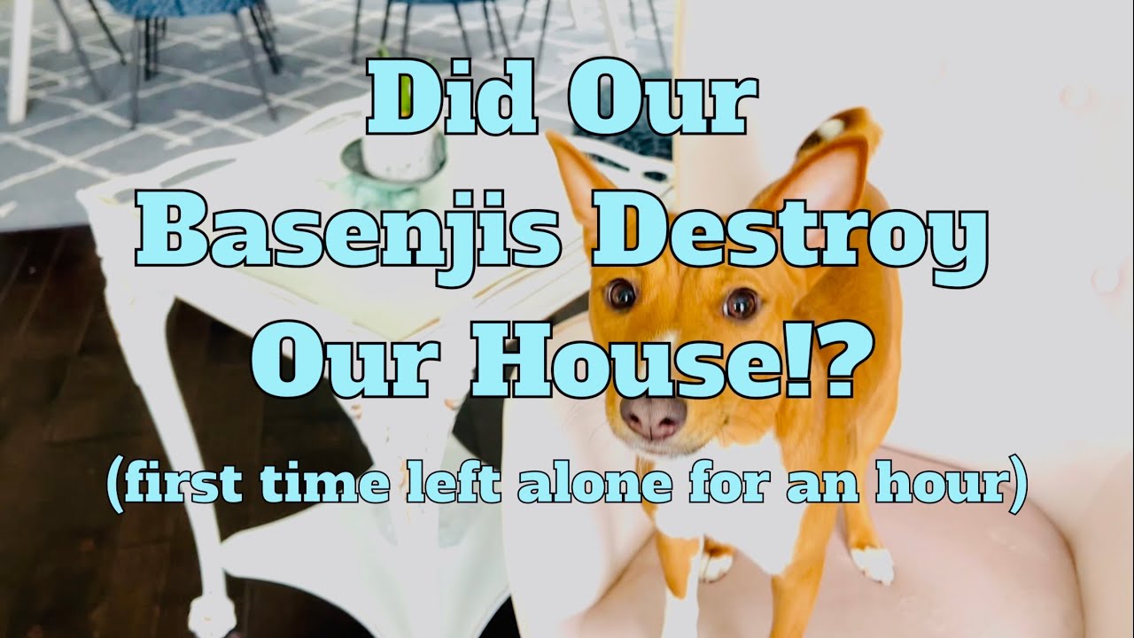 Basenjis Left Home Alone. Did They Behave Themselves? (Including Dabi Yodels.)