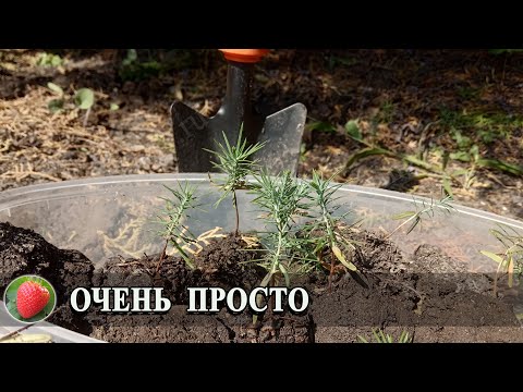 Vídeo: Botiga De Jardiner Al Districte De Vyborgsky