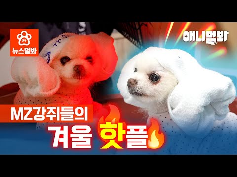 집사들만 이렇게 좋은 찜질방을 다녔다고? &amp;#39;배신감든 댕댕이들 속출&amp;#39; | SBS뉴스멀봐 (2024.11.29)