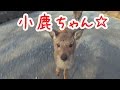 奈良公園 ついてきた小鹿ちゃん A cute fawn chasing me NARA PARK,JAPAN
