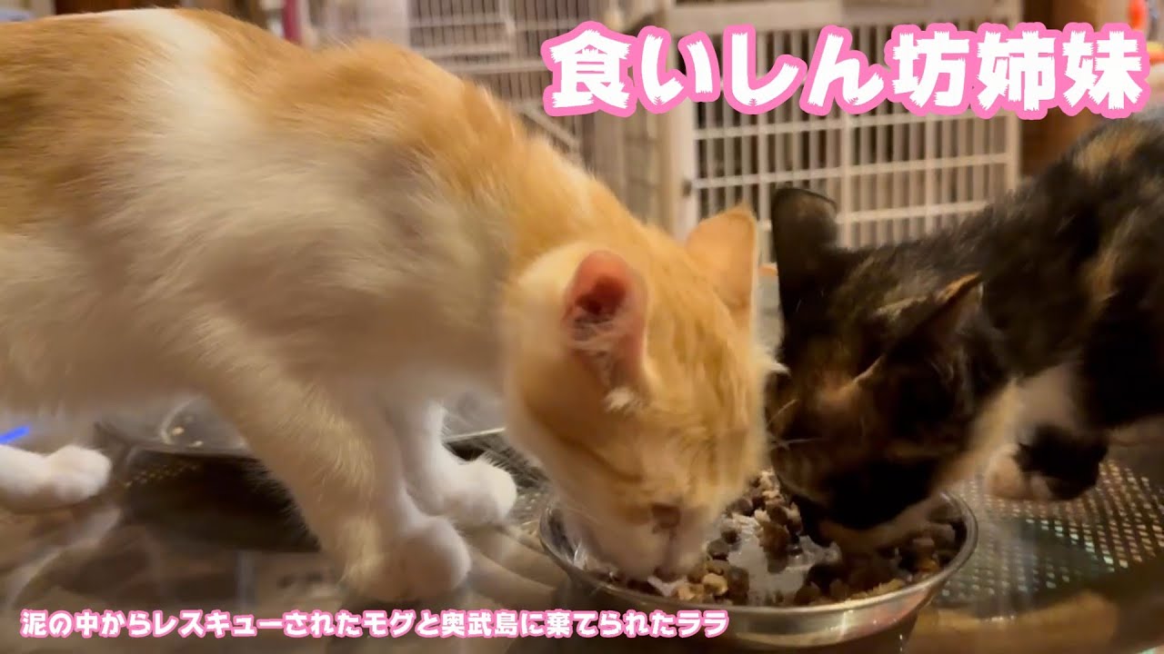 Lulu Mikeneko Homeless 海に行きたい Watermelon lulu+Mikeneko Homeless - Watermelon - YouTube