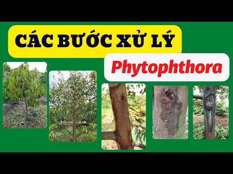 Video: Thông tin về nấm Phytophthora - Mẹo Kiểm soát Bệnh thối rễ do nấm Phytophthora