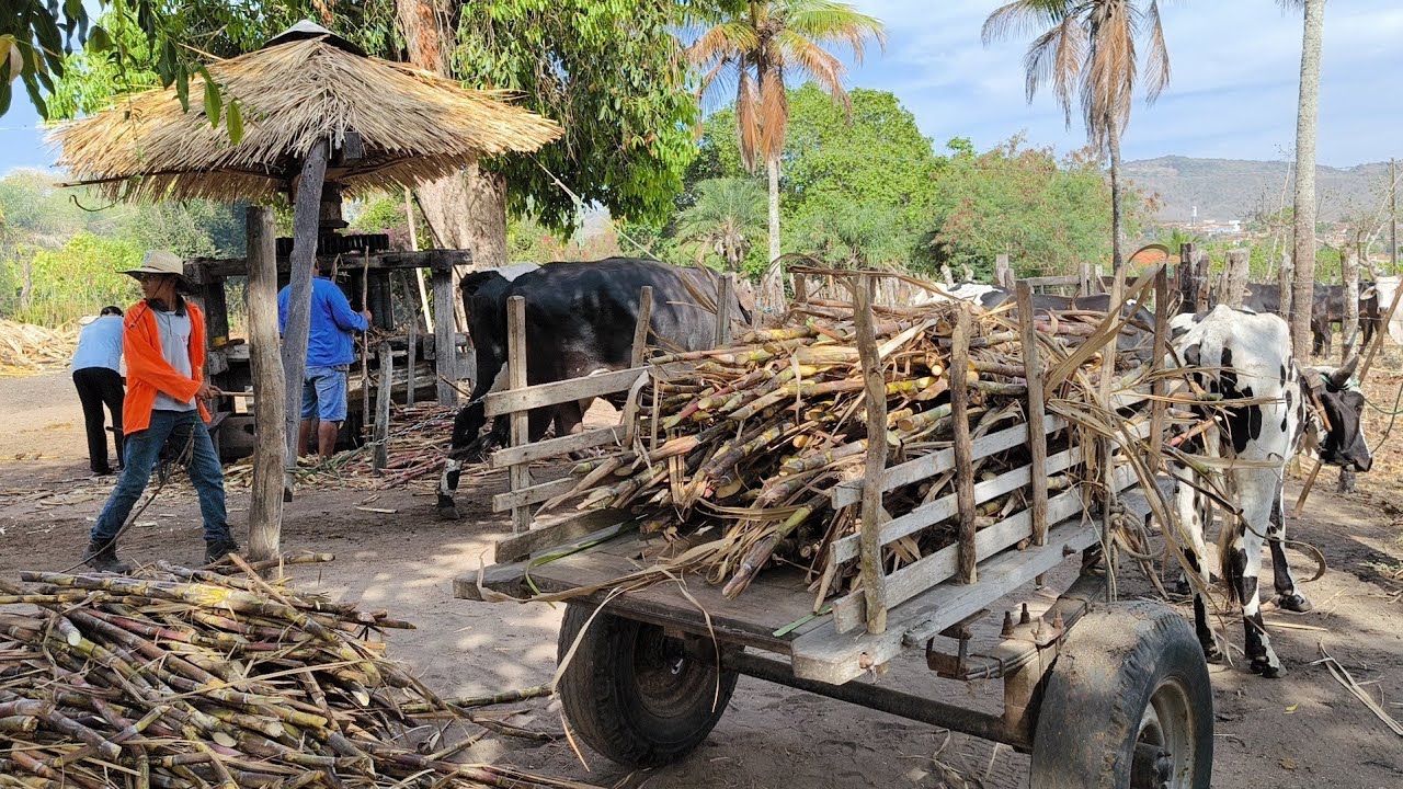MOAGEM DE CANA NO ENGENHO PUXADO A BOI EM TACARATU PERNAMBUCO, TRADIÇÃO CENTENÁRIA, FAMÍLIA BENZOTA.