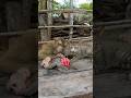 Perfect Video SokYaa Sokhaa To To And Mom Are Famous Amazing Shorts Perfect Video SokYaa Sokhaa To To And Mom Are Famous Amazing Shorts