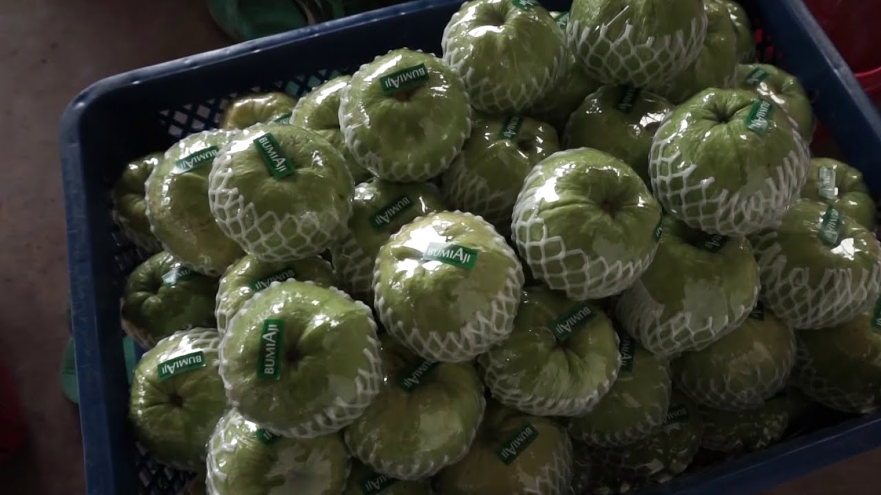 Renyahnya Si Jambu Kristal bikin ketagihan! (Panen Jambu Kristal Kota