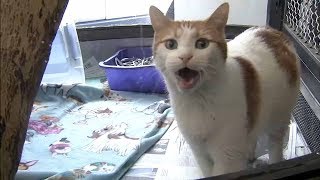 Shelter Me: Morris Animal Refuge