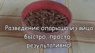 разведение опарыша из яйца, быстро  просто, результативно