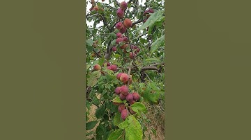 Thumbnail of Yummy Victoria Plum in Scotland UK #shorts #plums #fruit