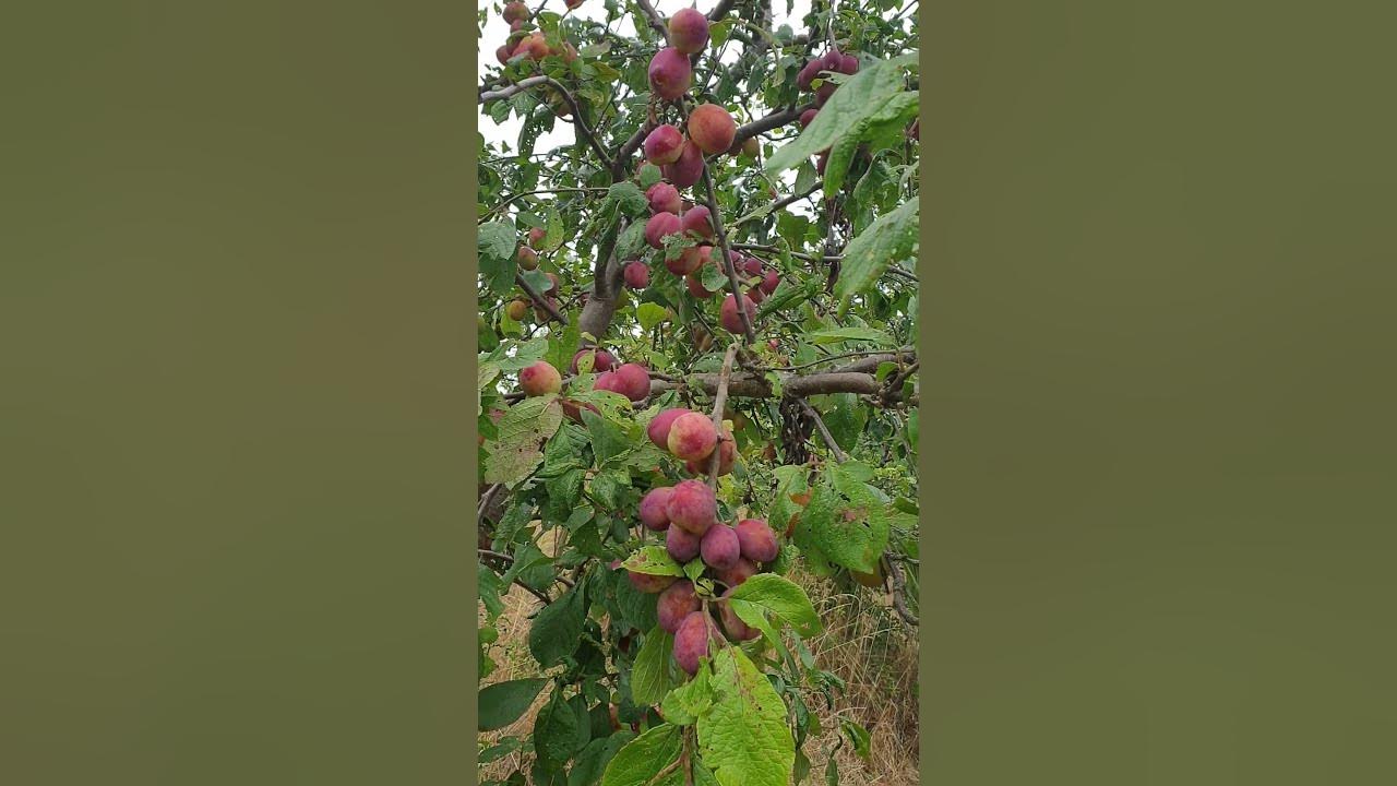 Yummy Victoria Plum in Scotland UK #shorts #plums #fruit