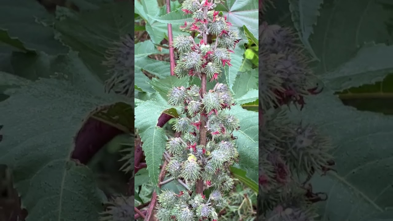 Amazing Strange Fruits 🍈🍇🍉✨ 