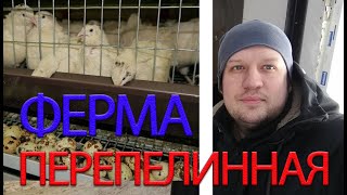 ДОМАШНЯЯ ПЕРЕПЕЛИННАЯ ФЕРМА