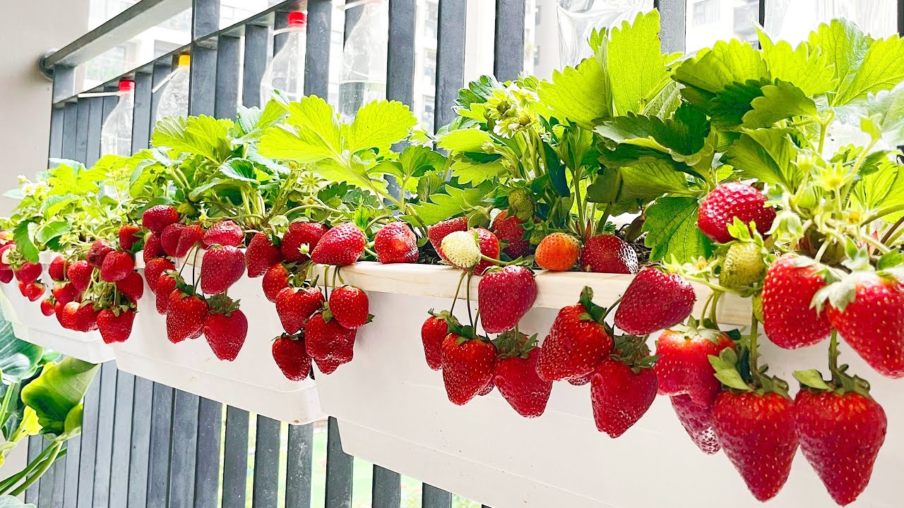 Growing Strawberries in the Home Garden