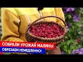 Собрали урожай малины - обрезаем немедленно!