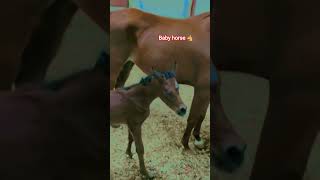 #baby #horse #qatar #shortvideo #show #viralvideo #youtubeshorts #qatarlife #trening #youtube
