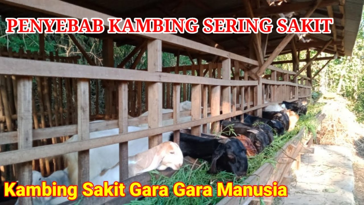 KAMBING SAKIT AKIBAT PETERNAK KURANG PERHATIAN PADA KAMBINGNYA..!!AKMAL FARM 99