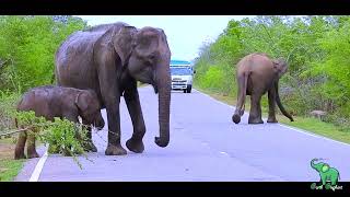 Elephant mothers and children come to the road and find food by BLACK ELEPHANT 1,607 views 1 month ago 15 minutes