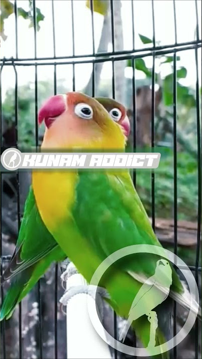 Bikin Emosi, Suara Pancingan Lovebird Ngetik Ngekek Panjang Bikin Emosi LB Bahan