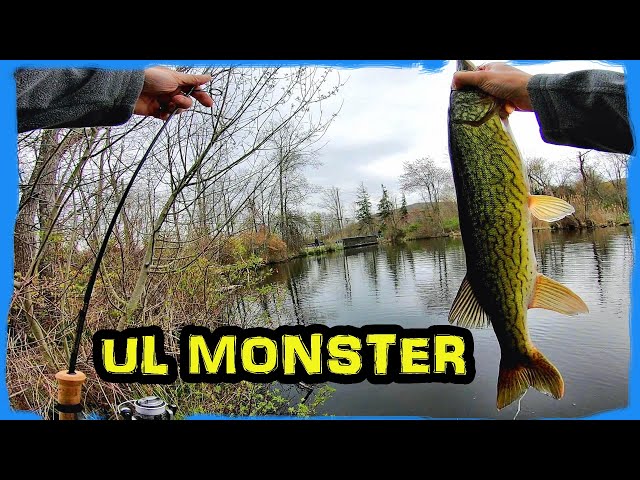 Caught a [ HUGE FISH ] Fishing my G Loomis IMX Ultralight spinning rod! 