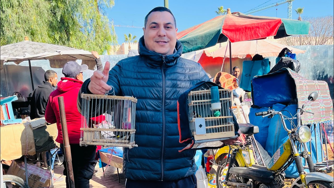 أجي نتولعو في سوق الطيور🦜 بمدينة مكناس🇲🇦 فورجة ممتع🤩🤩: رقم الهاتف 0619227462