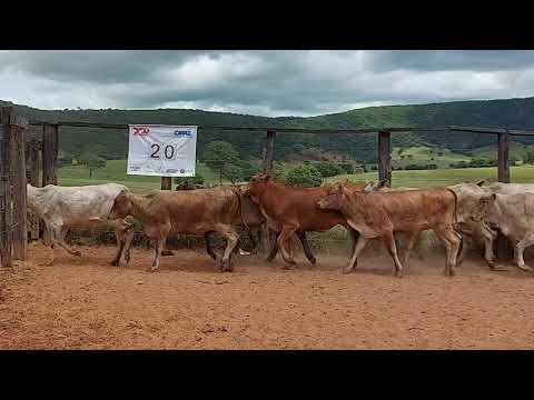 Lote 20 - Leilão Virtual Gado de Corte Avante Pecuária