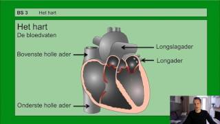 VMBO HAVO 2 | The circulatory system | Basic material 3 The heart