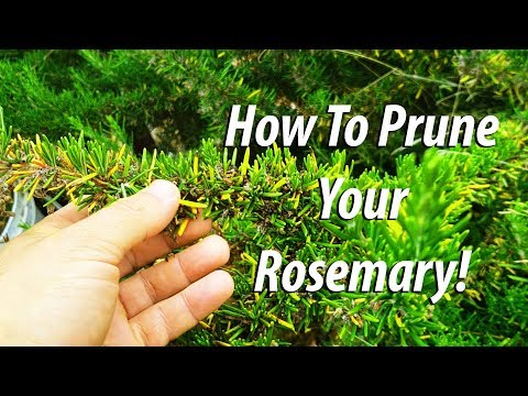 How To Prune Your Rosemary Bush (2019)