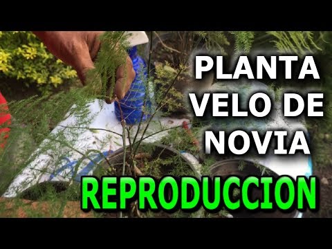 Vídeo: Corona de Cochia: descripció, foto, plantació de plàntules i cura