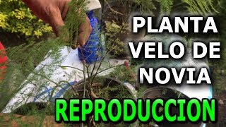 Como reproducir y cuidar la planta velo de novia o helecho plumoso  (Asparagus setaceus) - YouTube