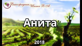 Анита урожая 2018