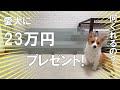 【コーギー子犬】愛犬の為に思い切って高級○○をプレゼントしました