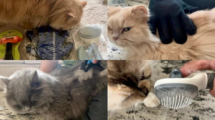 Watch the video about New Cat Supplies | Must have Cat Brushes | Cute Cats #catvideos #cutecat #viralcat #grooming