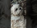 Cute dog adventure shih tzu luchi sleepy while having belly rub