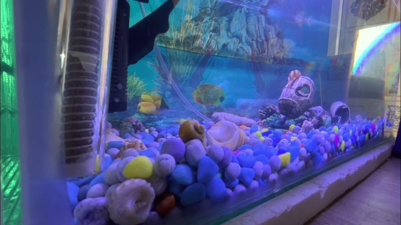 Apple snail 🐌 Live 🐌 snail Aquarium Best medicine animals fishlover 