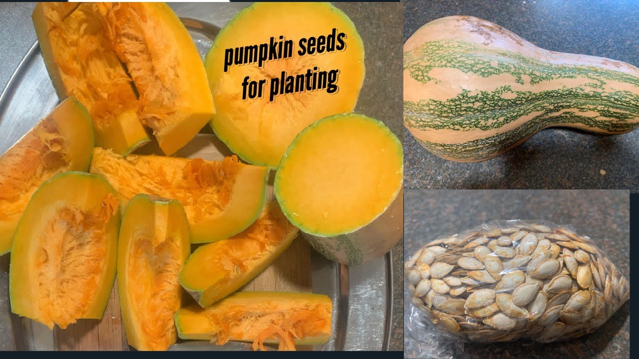Drying Pumpkin Seeds For Planting