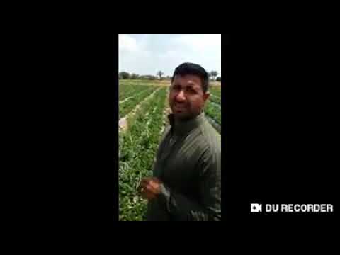 تحول هائل لمزرعة فراولة بعد استخدام كروب بلس