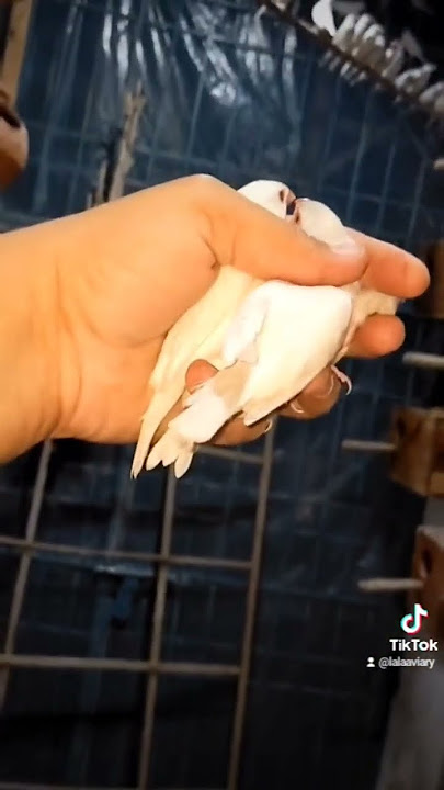 java Sparrow breeding colony #foryou #gouldianfinch #viral #bird