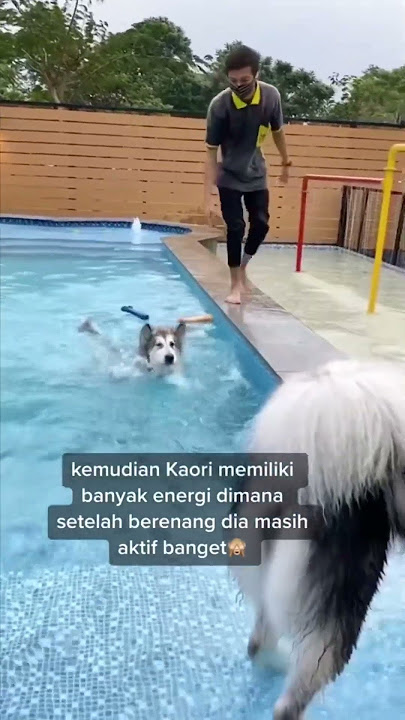 PERBANDINGAN SEMANGAT KAORI UNTUK BERENANG WAKTU MASIH KECIL VS SEKARANG‼️😂
