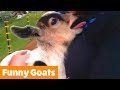 Cutest Goats | Funny Pet Videos