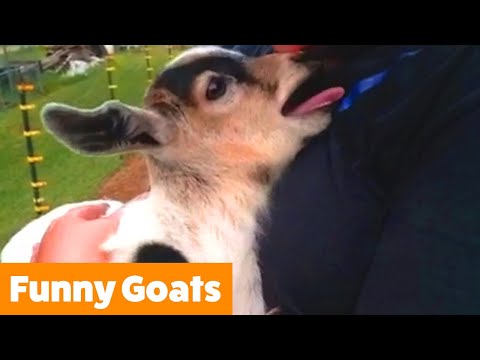 cutest-goats-|-funny-pet-videos