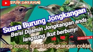 Terbaru Suara jongkangan coklat/cingcoang coklat pancingan untuk mikat dan masteran