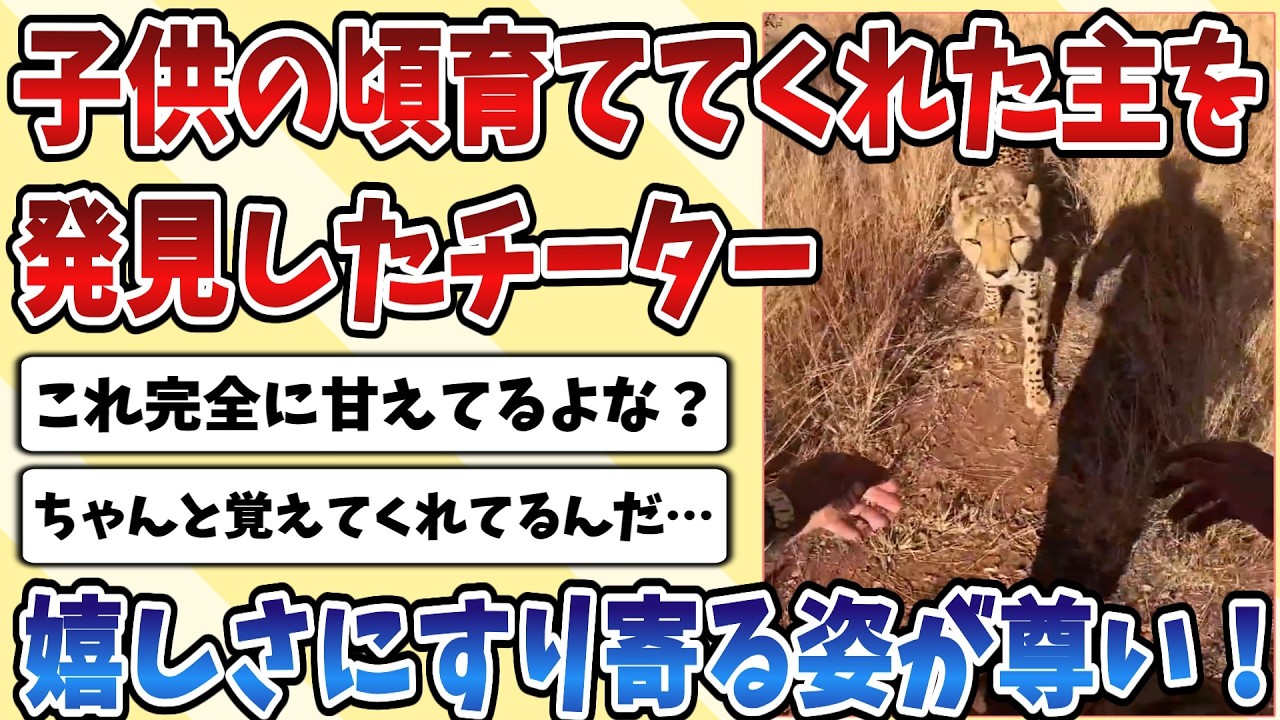 【2ch動物スレ】子供の頃に保護して育ててくれた人を発見した【チーター】が嬉しさのあまり近寄ってなでなでを要求する姿が尊い！！！【ネコ科】