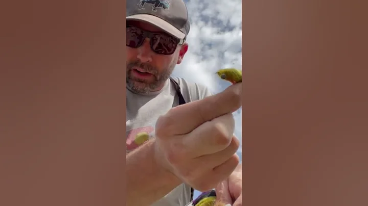 The BUTT MONKEY Never Disappoints… #flyfishing #streamers #shorts #augiehurst