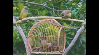 PIKAT BURUNG MERBAH BELUKAR