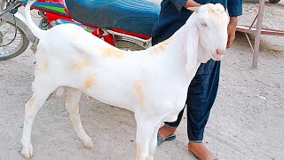 Masha Allah pur Gulabi bakra sale ho kar Karachi rawana inam u lhuk Bhai k paas Date (  )