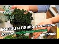 Панно из мха и бонсай для гостинной