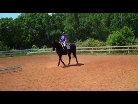 Randi Thompson.  Walk/trot. Connecting a training level horse (7th time). Serpentine's. Dressage