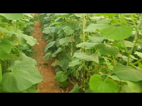 فيديو: استخدامات Caihua في الحدائق - كيفية زراعة نباتات Caihua المحشوة بالخيار