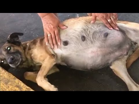 वीडियो: गर्भवती कुत्ते की देखभाल और वितरण