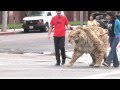 Saber-toothed cat struts down Wilshire Blvd in L.A. and comes home to the Tar Pits!